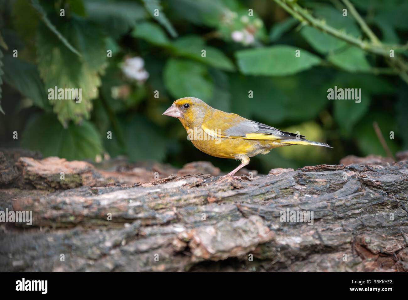 Greenfinch européen, Chloris chloris Banque D'Images