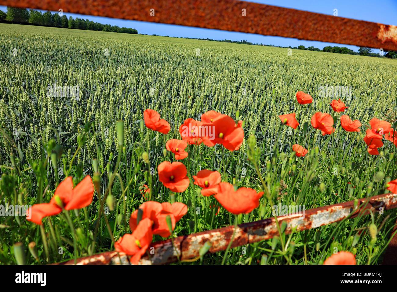 Les coquelicots poussant sur le bord d'un champ de blé à l'angle de New Lane et Gorst Lane près de Burscough dans le Lancashire sont encadrés par la clôture de fer. Banque D'Images
