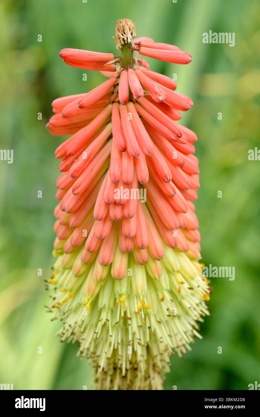 Gros plan de la fleur vibrante de Kniphofia uvaria, communément appelée tritoma, poker rouge chaud ou lys torche, à la lumière du jour Banque D'Images