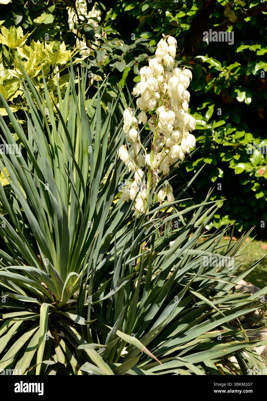 Yucca gloriosa L. ou poignard espagnol poussant en milieu urbain, plante architecturale robuste utilisée dans l'aménagement paysager urbain Banque D'Images