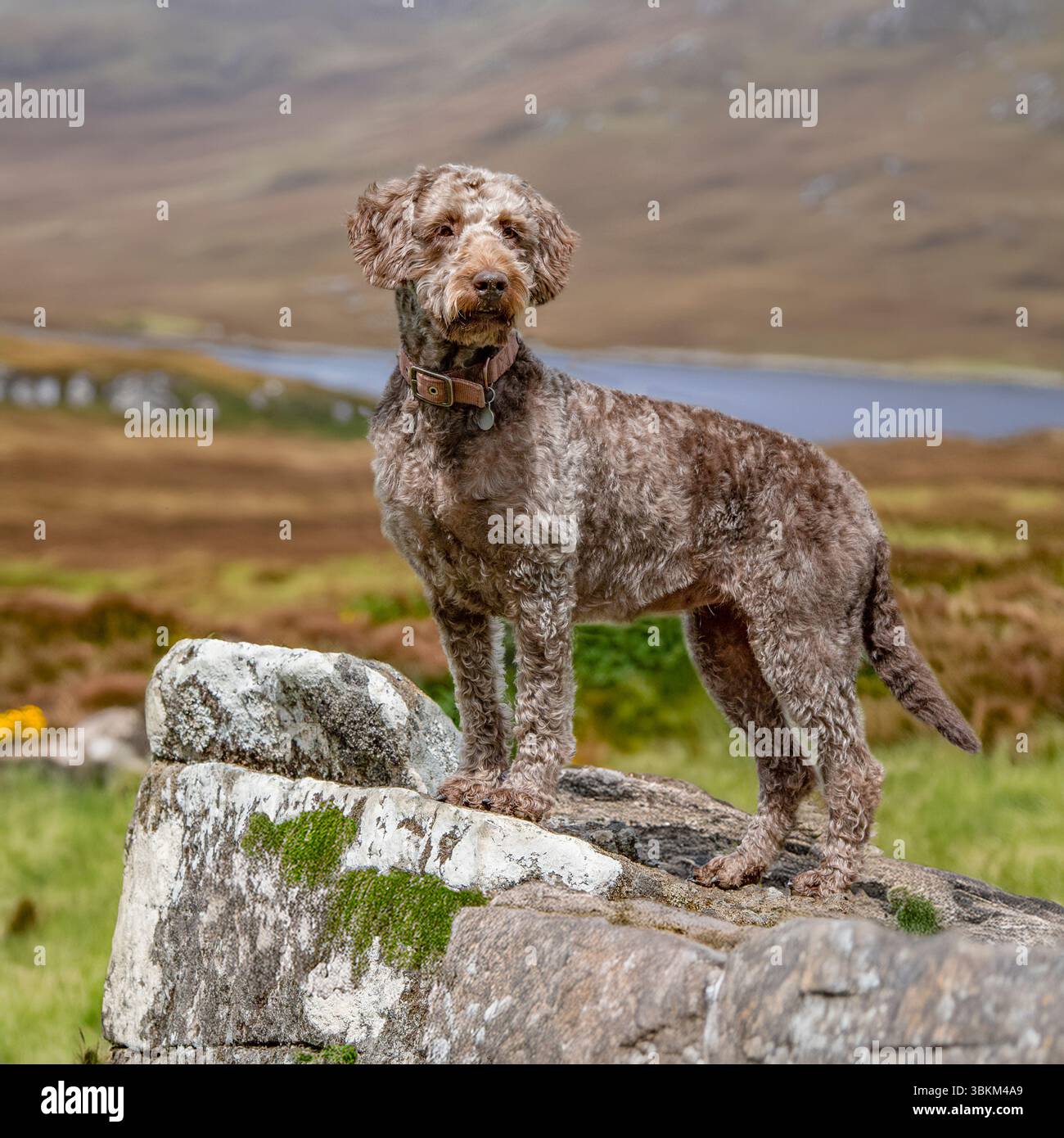labradoodle brun chocolat. Debout sur une colline en Écosse Banque D'Images