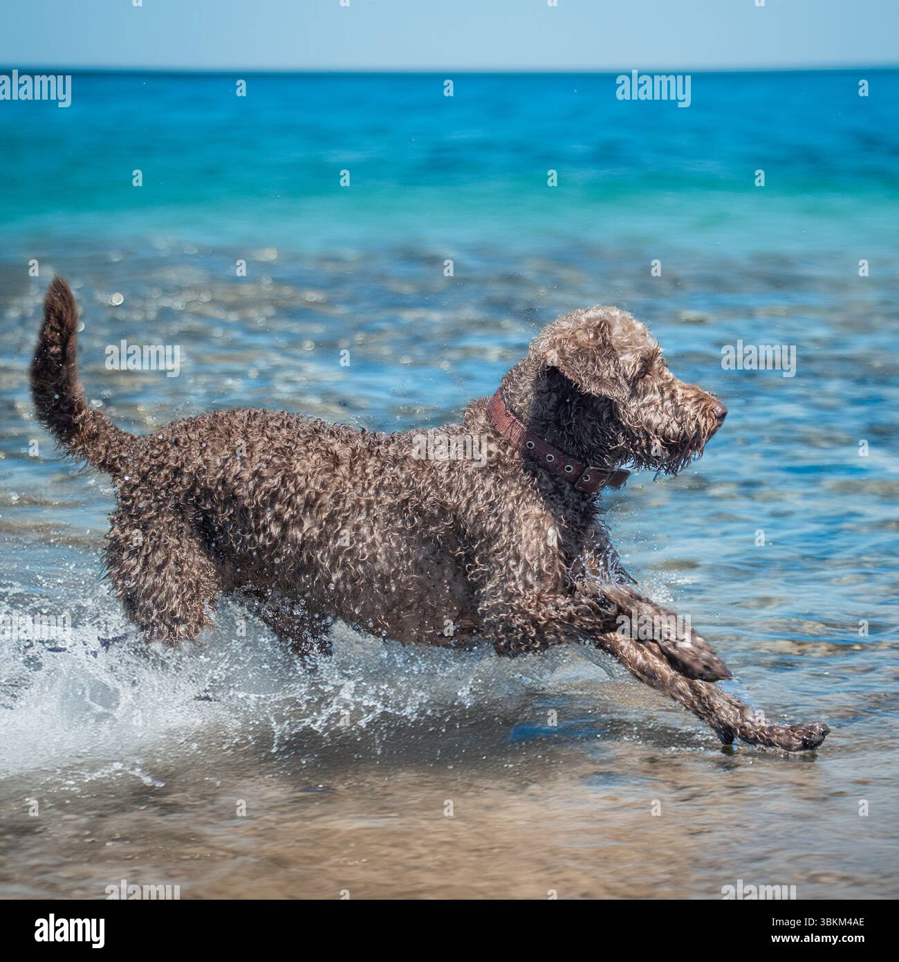 labradoodle brun chocolat jouant dans l'océan bleu à la plage Banque D'Images