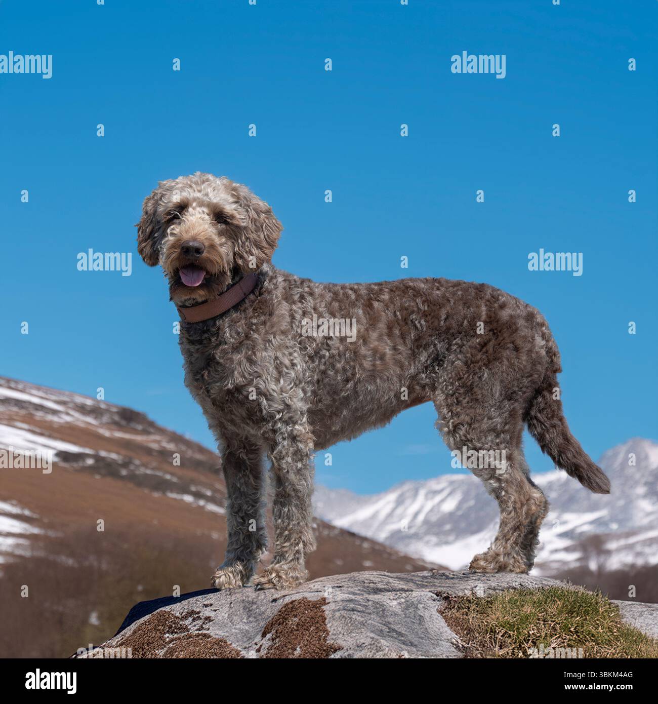 labradoodle brun chocolat debout dans les collines enneigées Banque D'Images