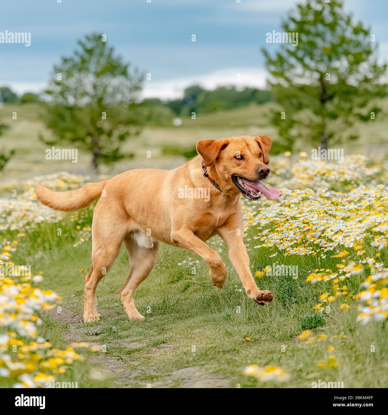 yellow labrador retriever qui traverse une prairie de fleurs Banque D'Images