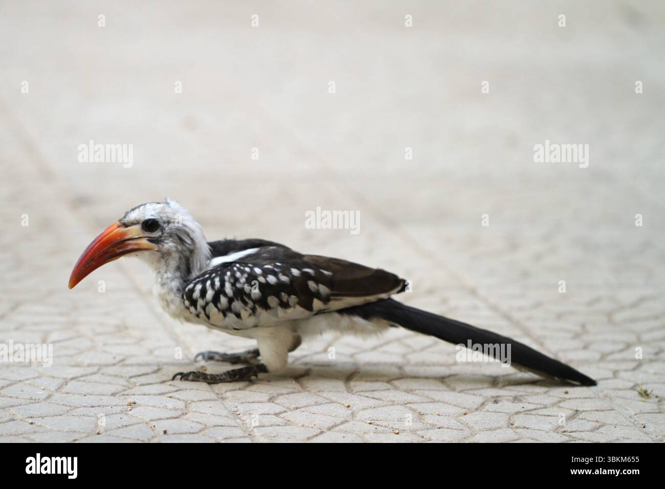 Groupe d'oiseaux capturés dans un cadre naturel, affichant leurs couleurs vives et l'interaction. Banque D'Images Groupe d'oiseaux capturés dans un cadre naturel, affichant leurs couleurs vives et l'interaction. Banque D'Images