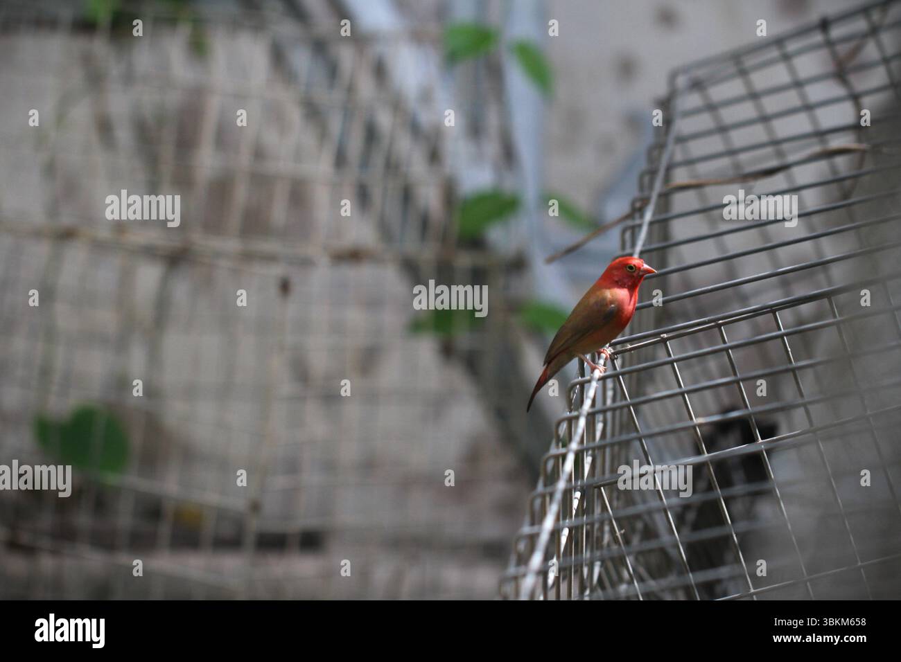 Groupe d'oiseaux capturés dans un cadre naturel, affichant leurs couleurs vives et l'interaction. Banque D'Images Groupe d'oiseaux capturés dans un cadre naturel, affichant leurs couleurs vives et l'interaction. Banque D'Images