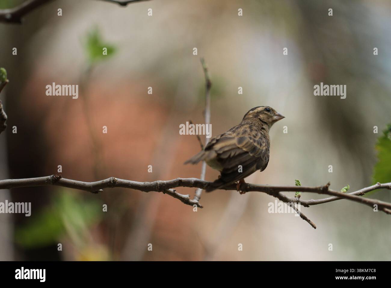 Groupe d'oiseaux capturés dans un cadre naturel, affichant leurs couleurs vives et l'interaction. Banque D'Images Groupe d'oiseaux capturés dans un cadre naturel, affichant leurs couleurs vives et l'interaction. Banque D'Images