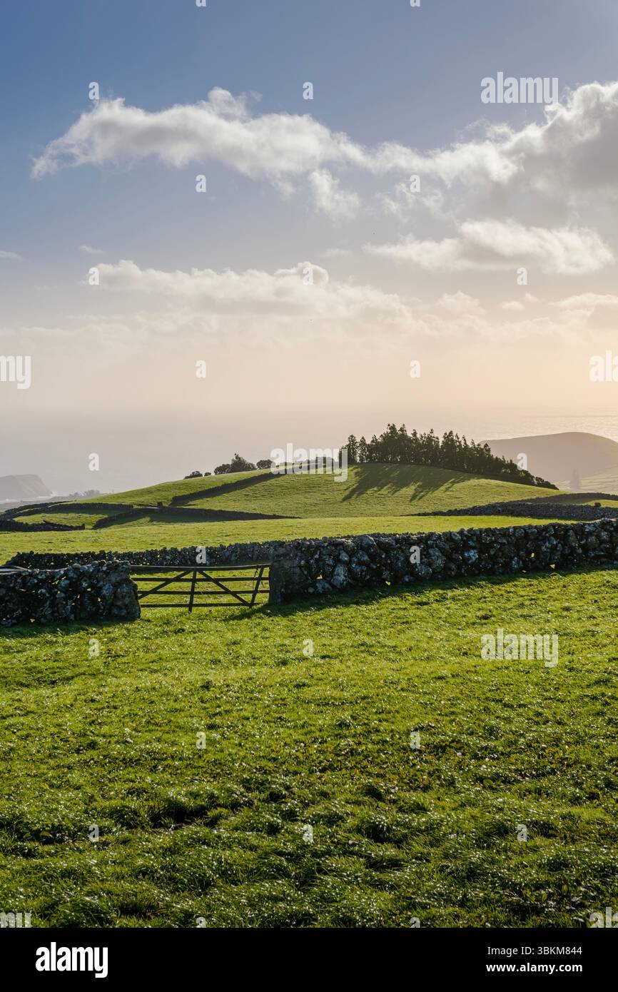 Des pâturages verdoyants et des murs de pierre traditionnels sur l'île de Terceira sous un ciel doux et ensoleillé. Paysage rural, terres agricoles, campagne des Açores Banque D'Images
