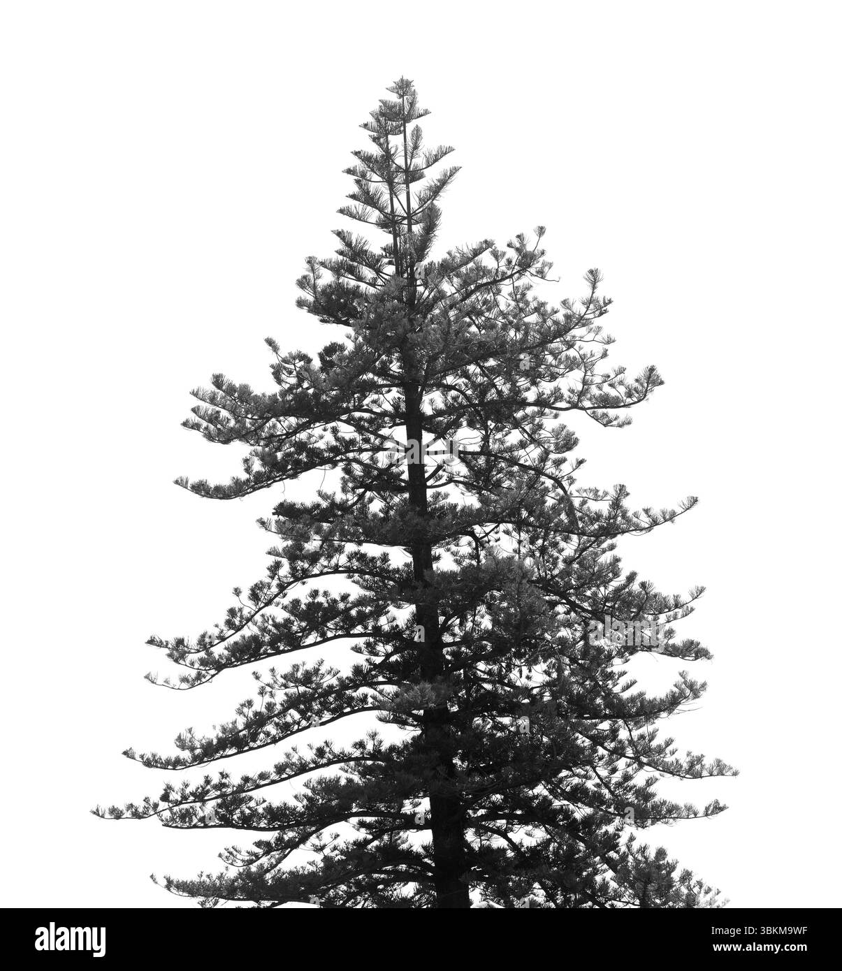 Arbre d'Araucaria heterophylla isolé sur fond blanc, monochrome Banque D'Images