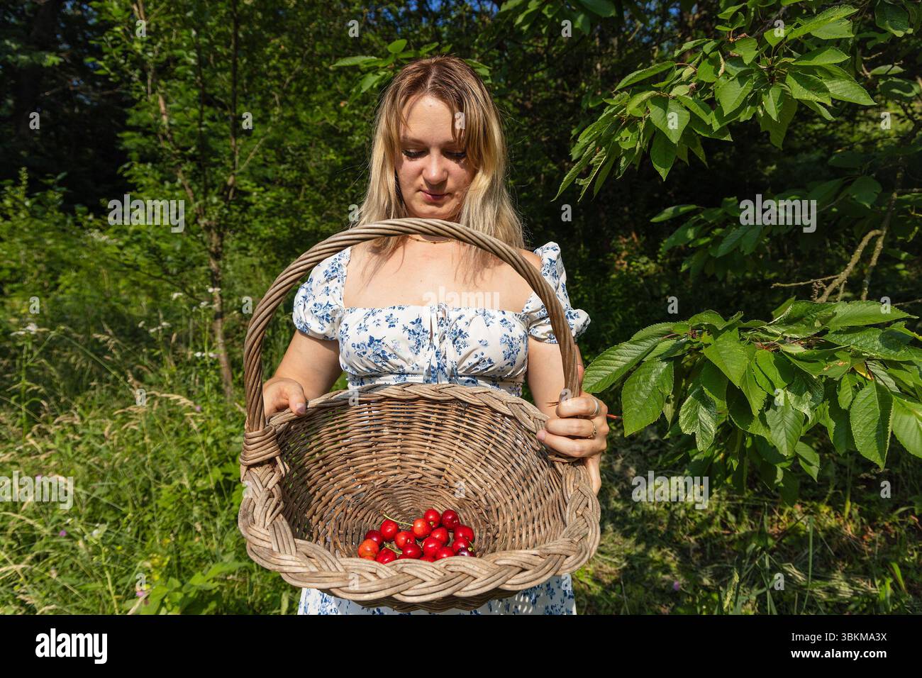 Jeune femme montrant des cerises fraîchement cueillies dans un panier en osier Banque D'Images