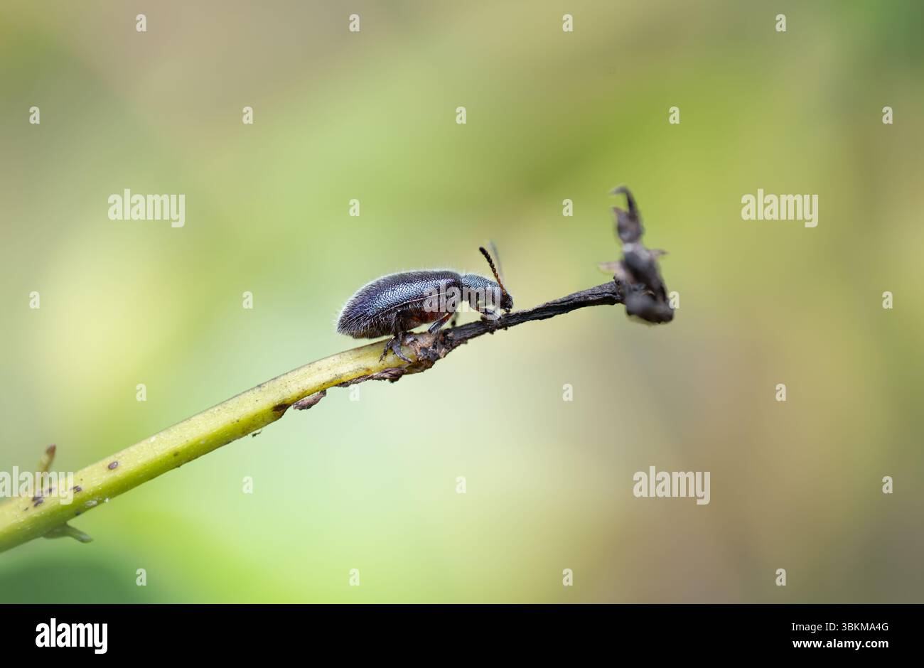 insecte coléoptère, photographie d'insectes macro, détails rapprochés, pile de mise au point Banque D'Images