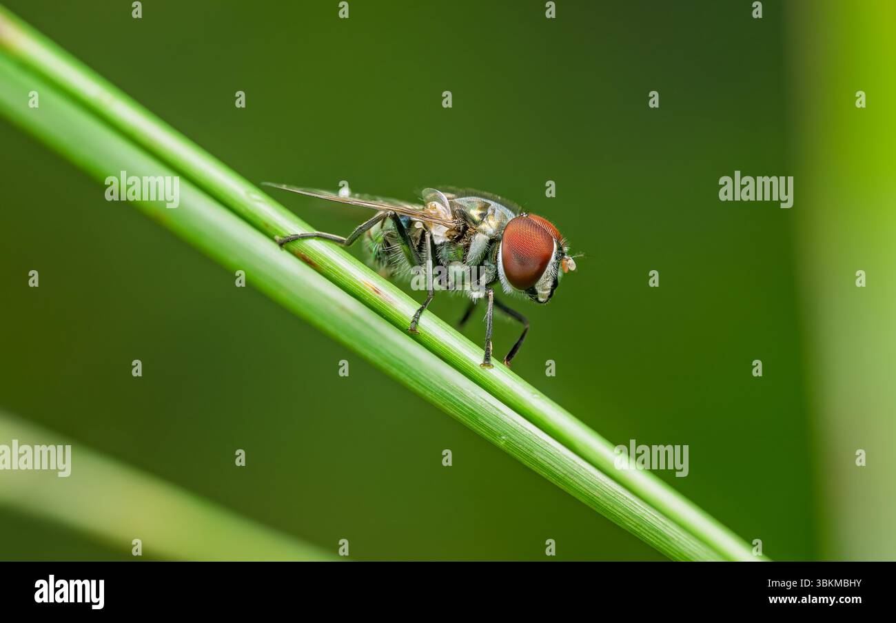 voler sur la tige verte de la plante, macro détail serré, yeux rouges facettés, photographie d'insectes Banque D'Images