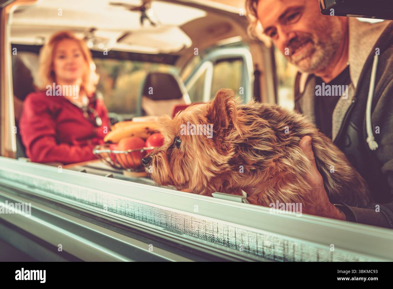 Une famille se détend dans un van, partageant un pique-nique de fruits frais, avec leur chien australien Silky Terrier regardant curieusement par la fenêtre sous chaud après Banque D'Images