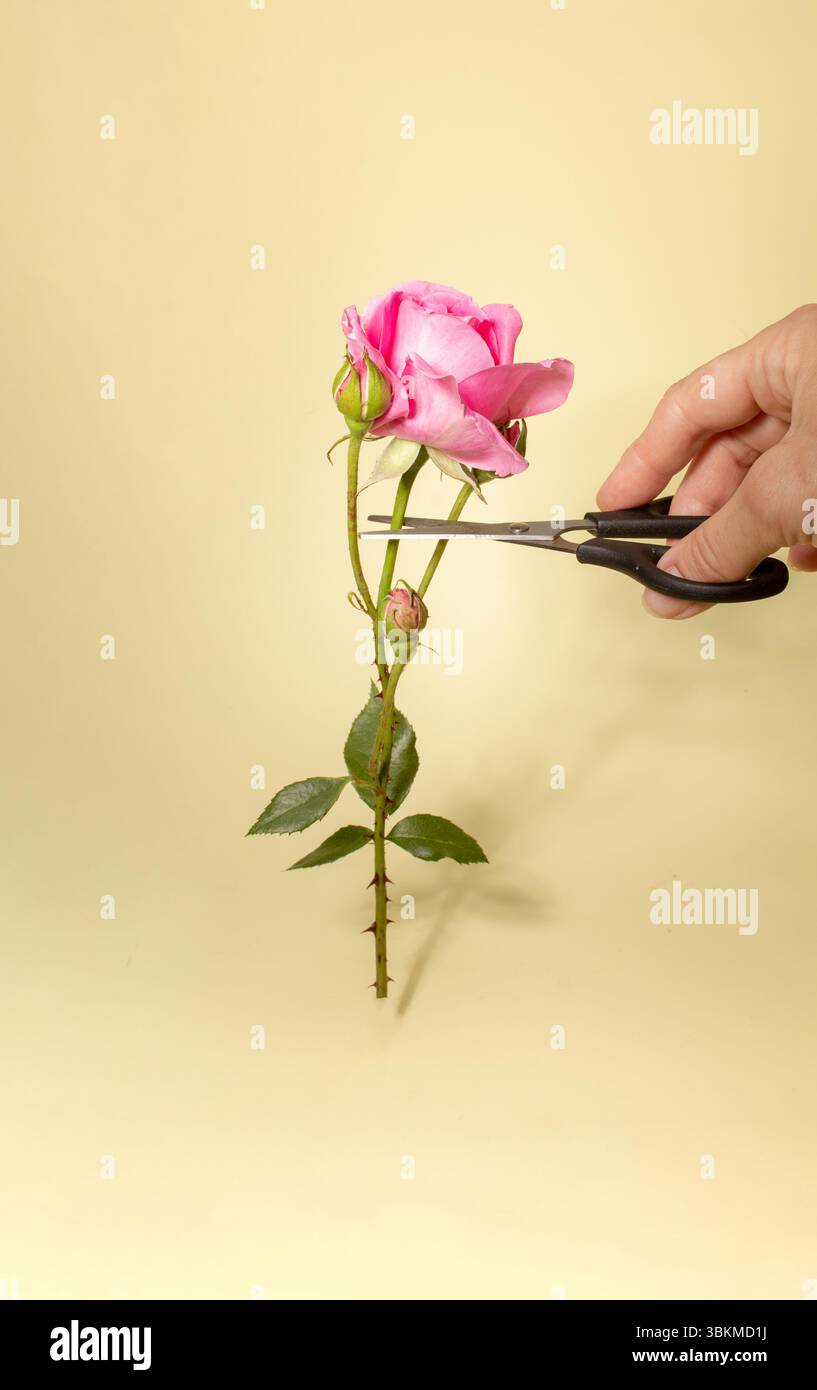 Main tient une paire de ciseaux coupant une fleur rose. Fond de nature moderne simple. Concept estival floral minimal. Banque D'Images