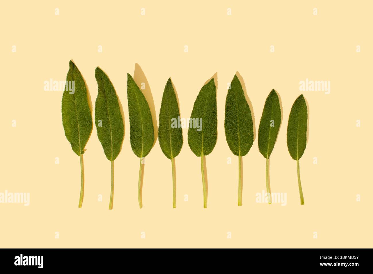 Limite forestière faite de feuilles vertes de sauge sur fond lumineux. Concept de nature minimale. Pose à plat. Banque D'Images