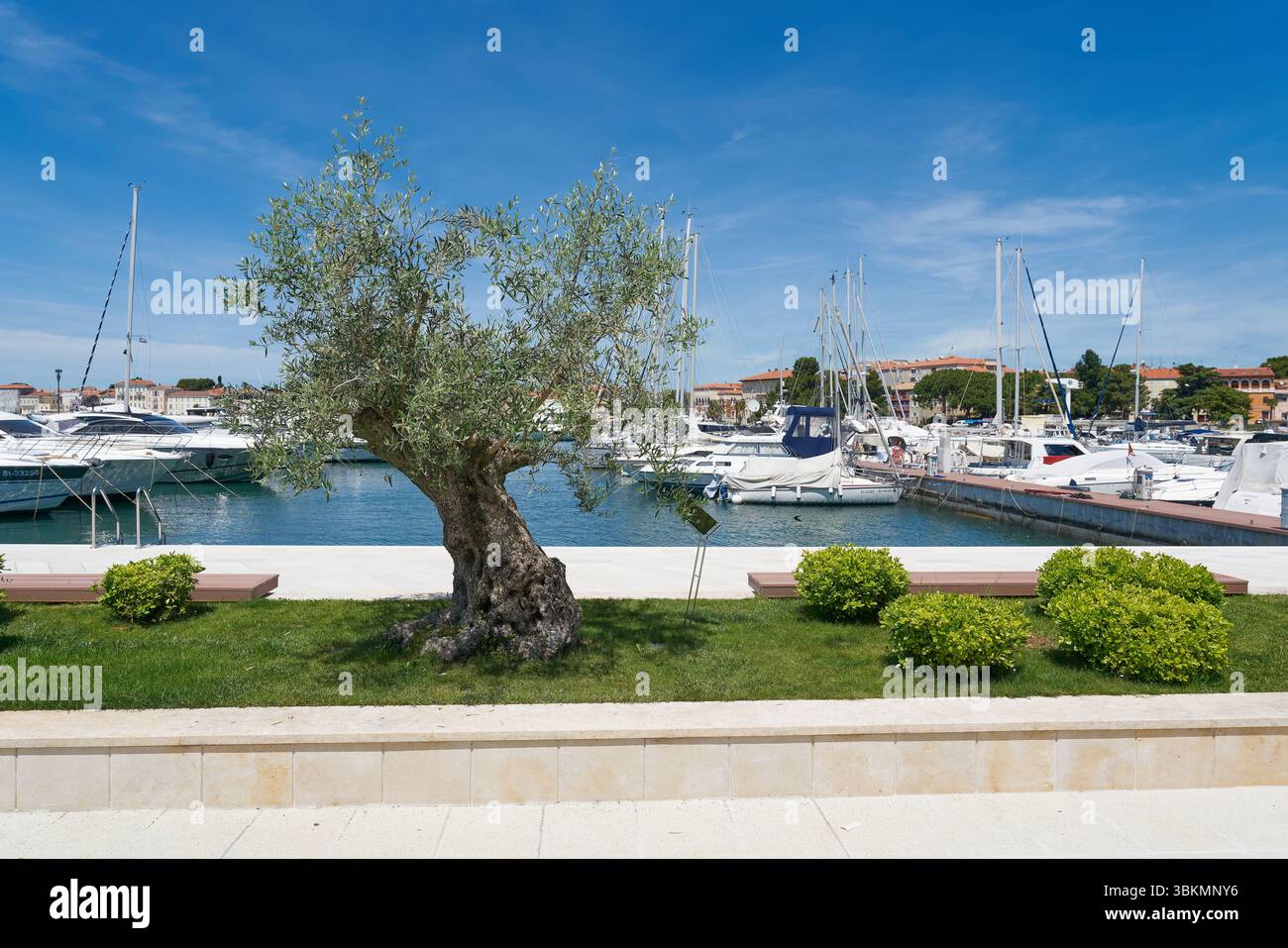 Port de la ville de Porec sur la côte de la mer Adriatique croate avec un olivier sur la promenade Banque D'Images