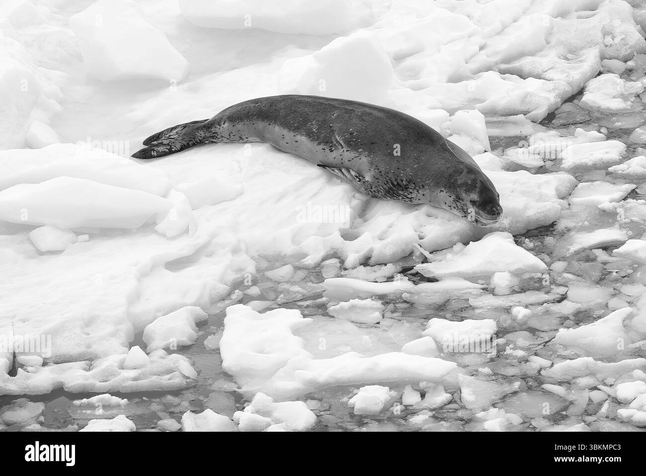 Phoque léopard adulte ou léopard de mer (Hydrurga Leptonyx) reposant sur Un petit iceberg (Bergy bit ou Drift Ice) au large de la côte du Danco, en Antarctique Banque D'Images