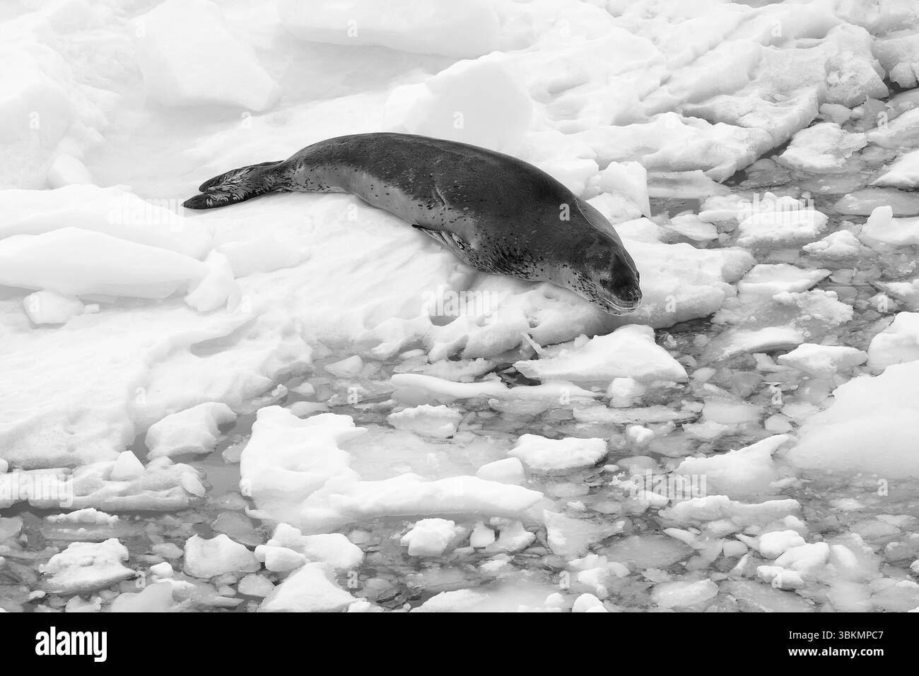 Phoque léopard adulte ou léopard de mer (Hydrurga Leptonyx) reposant sur Un petit iceberg (Bergy bit ou Drift Ice) au large de la côte du Danco, en Antarctique Banque D'Images