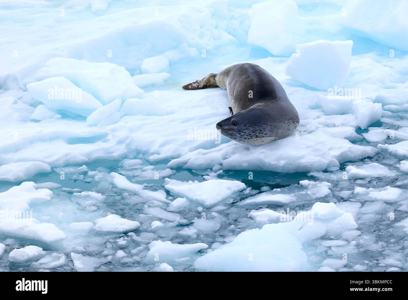 Phoque léopard adulte ou léopard de mer (Hydrurga Leptonyx) reposant sur Un petit iceberg (Bergy bit ou Drift Ice) au large de la côte du Danco, en Antarctique Banque D'Images