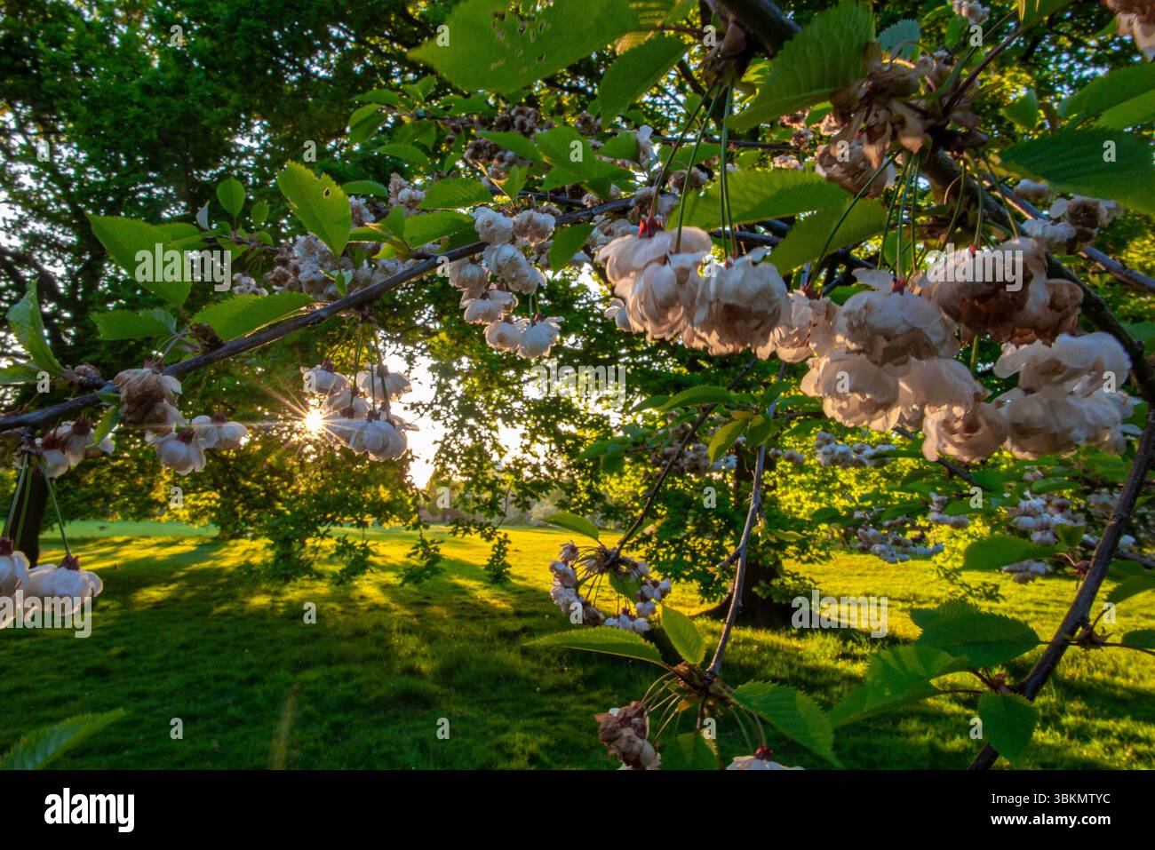 Le printemps, la fleur et le persil de vache fleurissent à Wandsworth Common, Londres Banque D'Images