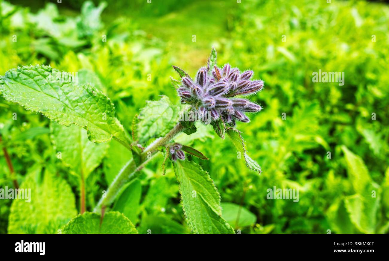 Petit groupe de bourgeons et de feuilles de plante de bourrache dans un jardin. Banque D'Images