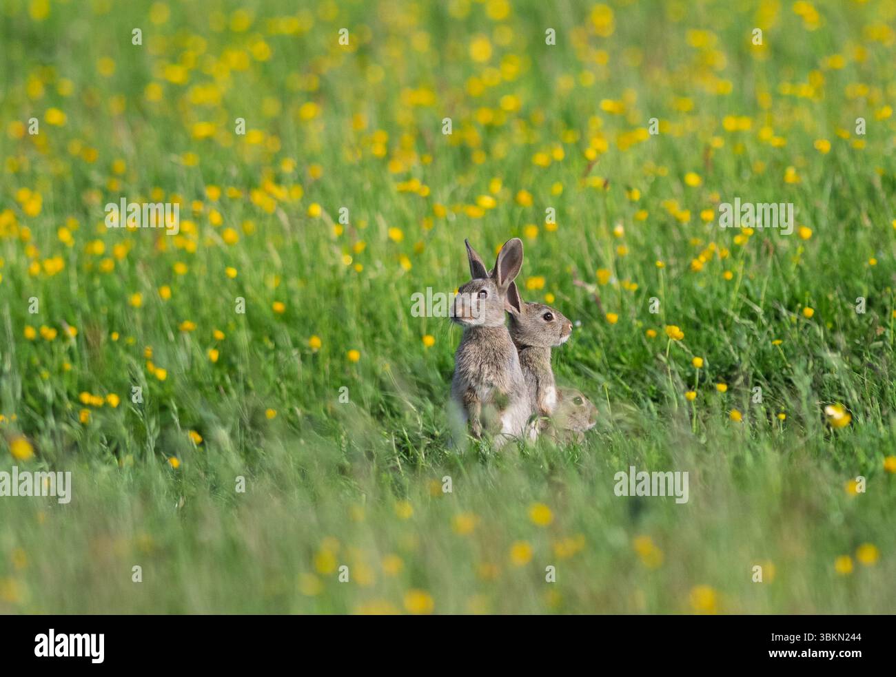 Lapin sauvage (Oryctolagus cuniculus) dans un pré de fleurs sauvages dans les Yorkshire Dales, Royaume-Uni. Banque D'Images