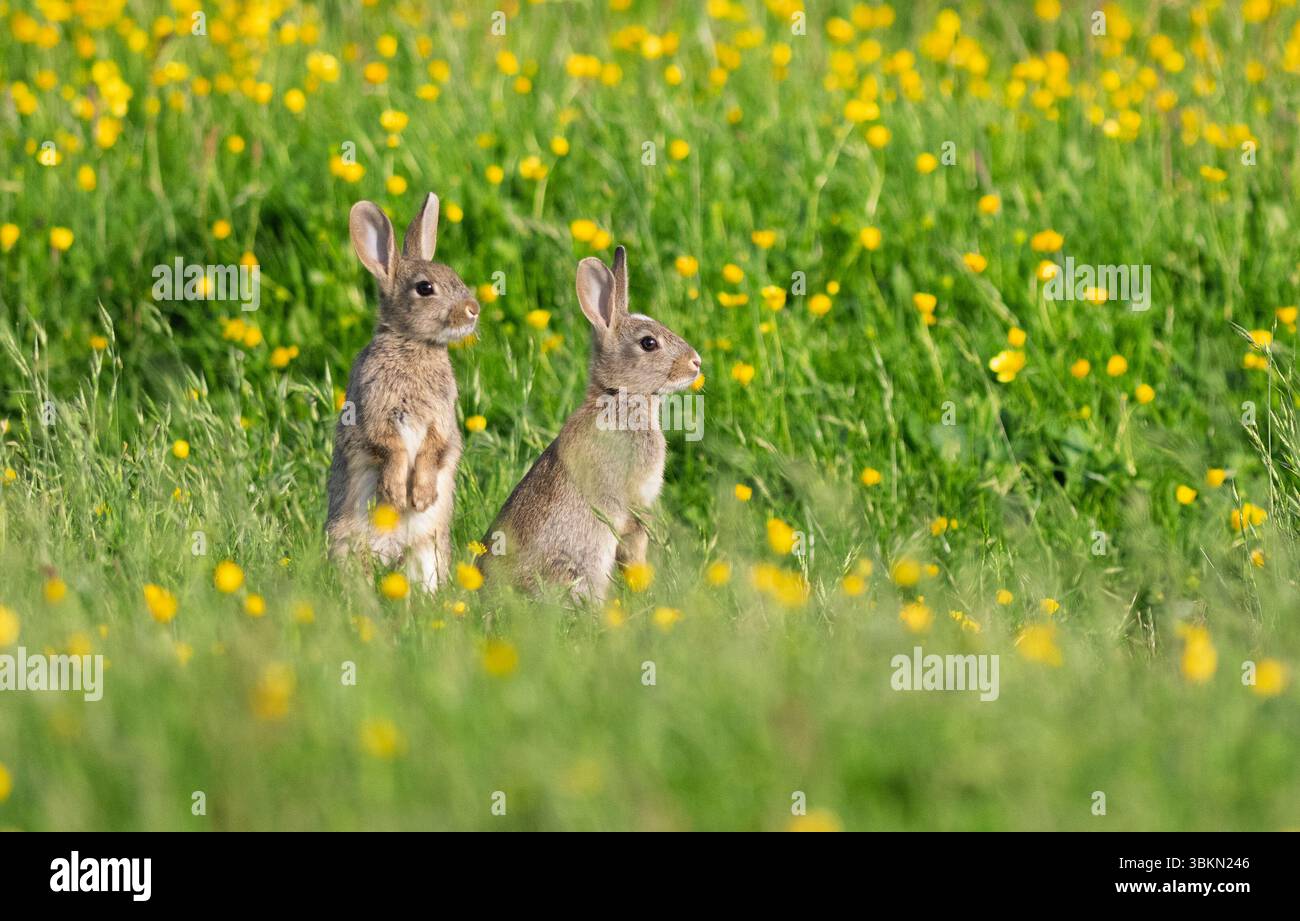 Lapin sauvage (Oryctolagus cuniculus) dans un pré de fleurs sauvages dans les Yorkshire Dales, Royaume-Uni. Banque D'Images
