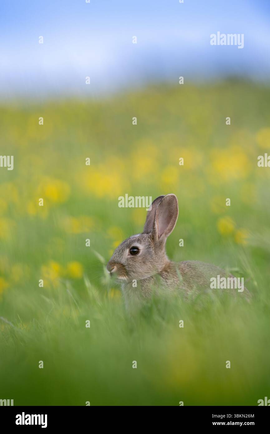Lapin sauvage (Oryctolagus cuniculus) dans un pré de fleurs sauvages dans les Yorkshire Dales, Royaume-Uni. Banque D'Images