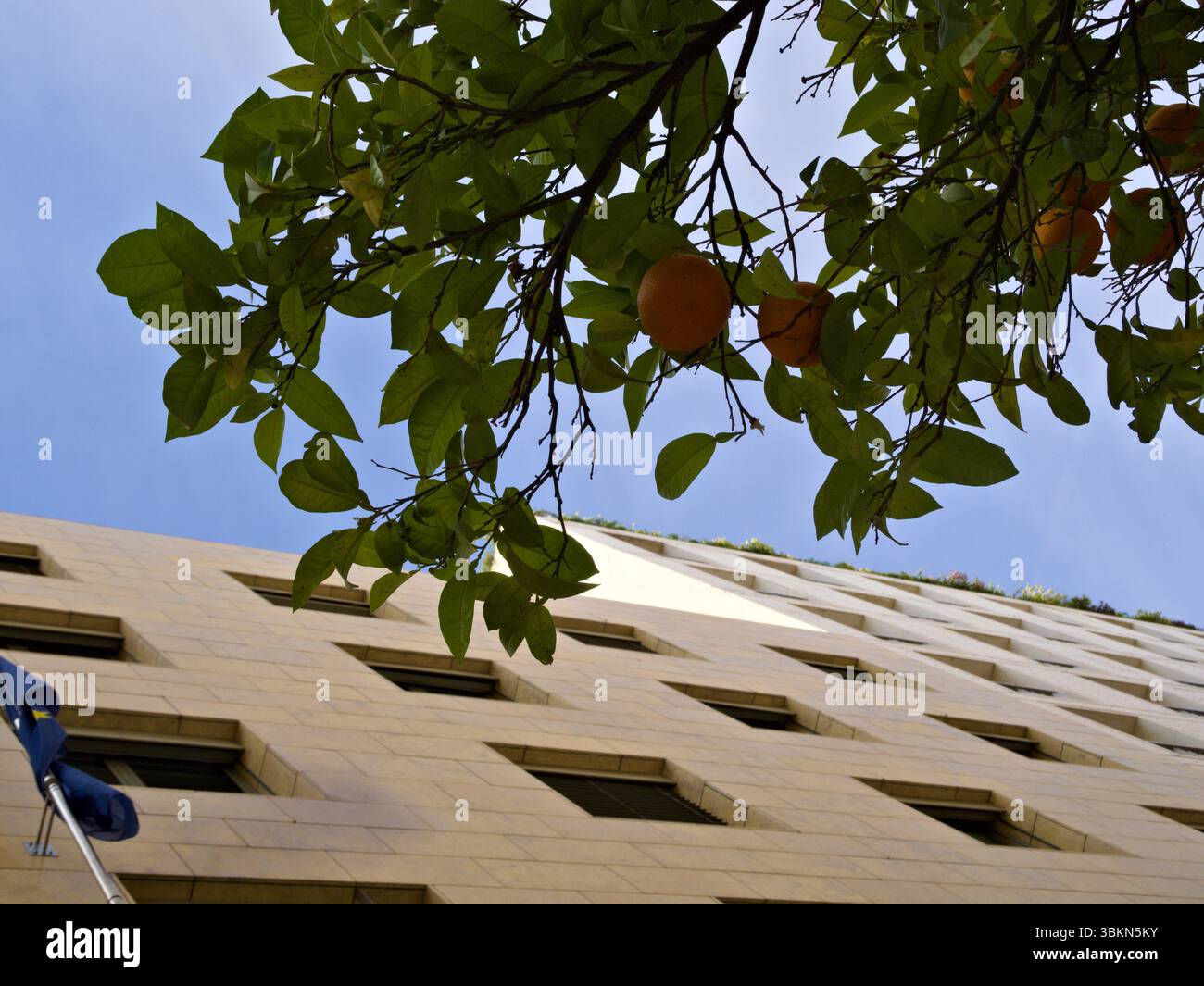 Oranges mûres et feuilles vertes suspendues sur une façade de maison moderne jaune sous le ciel bleu. Banque D'Images