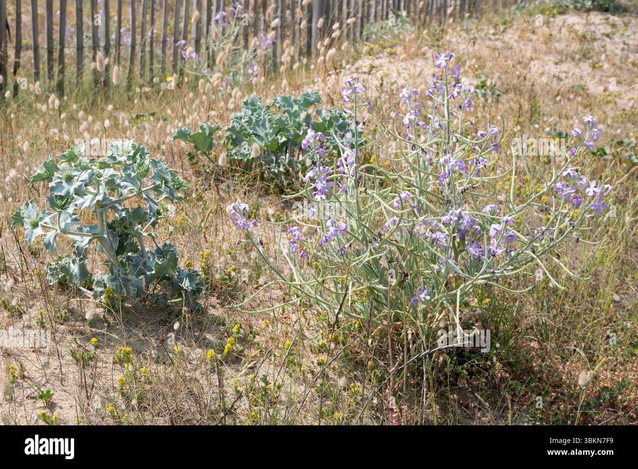 Sea Holly, Sea Stock, Hare's Tail poussant en Bretagne Banque D'Images