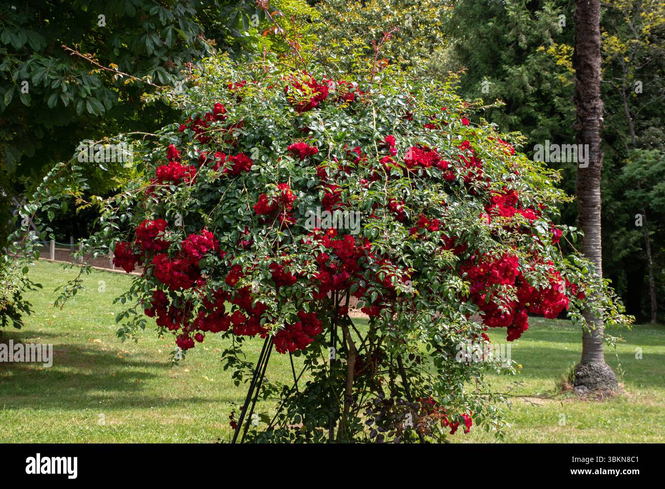Rosier rouge, Parc botanique de Kerbihan, Hennebont Banque D'Images Rosier rouge, Parc botanique de Kerbihan, Hennebont Banque D'Images
