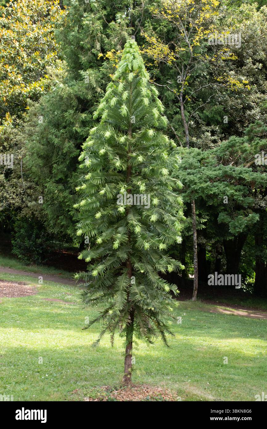 Arbre immature à feuilles persistantes dans le Parc botanique de Kerbihan, Hennebont Banque D'Images Arbre immature à feuilles persistantes dans le Parc botanique de Kerbihan, Hennebont Banque D'Images