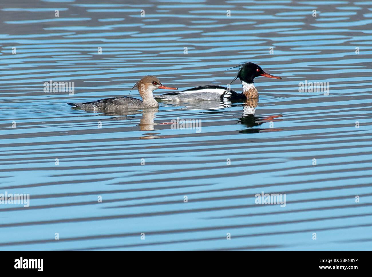 Un homme et une femme Merganser, Arnside, Milnthorpe, Cumbria, Royaume-Uni Banque D'Images