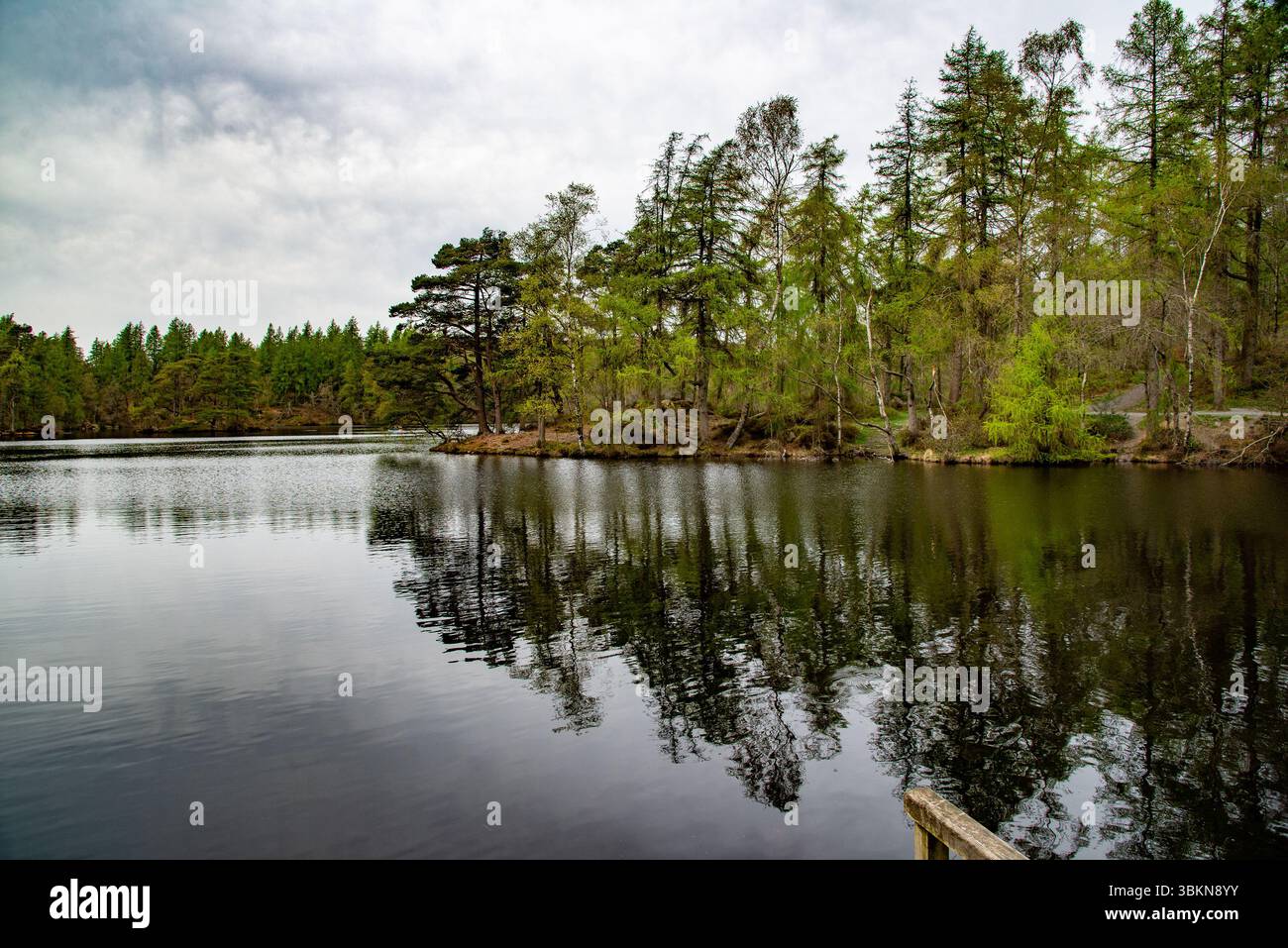 Une vue de High Dam, au-dessus de Finsthwaite, sur la rive ouest de Windermere, Cumbria, Royaume-Uni Banque D'Images