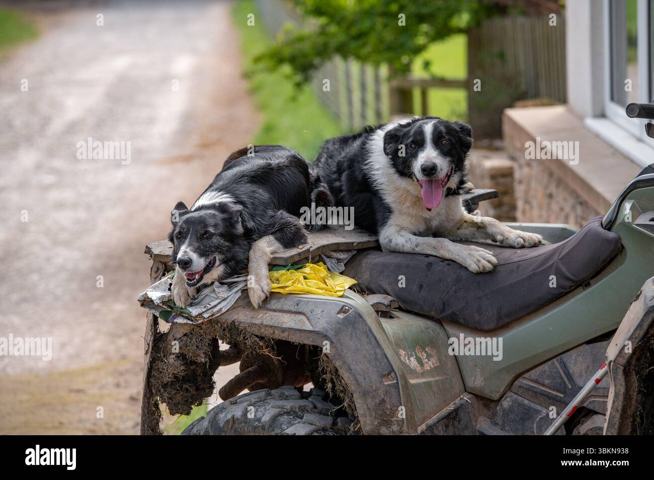 Chiens de berger Farm Border Collie sur un VTT, Cumbria, Royaume-Uni. Banque D'Images