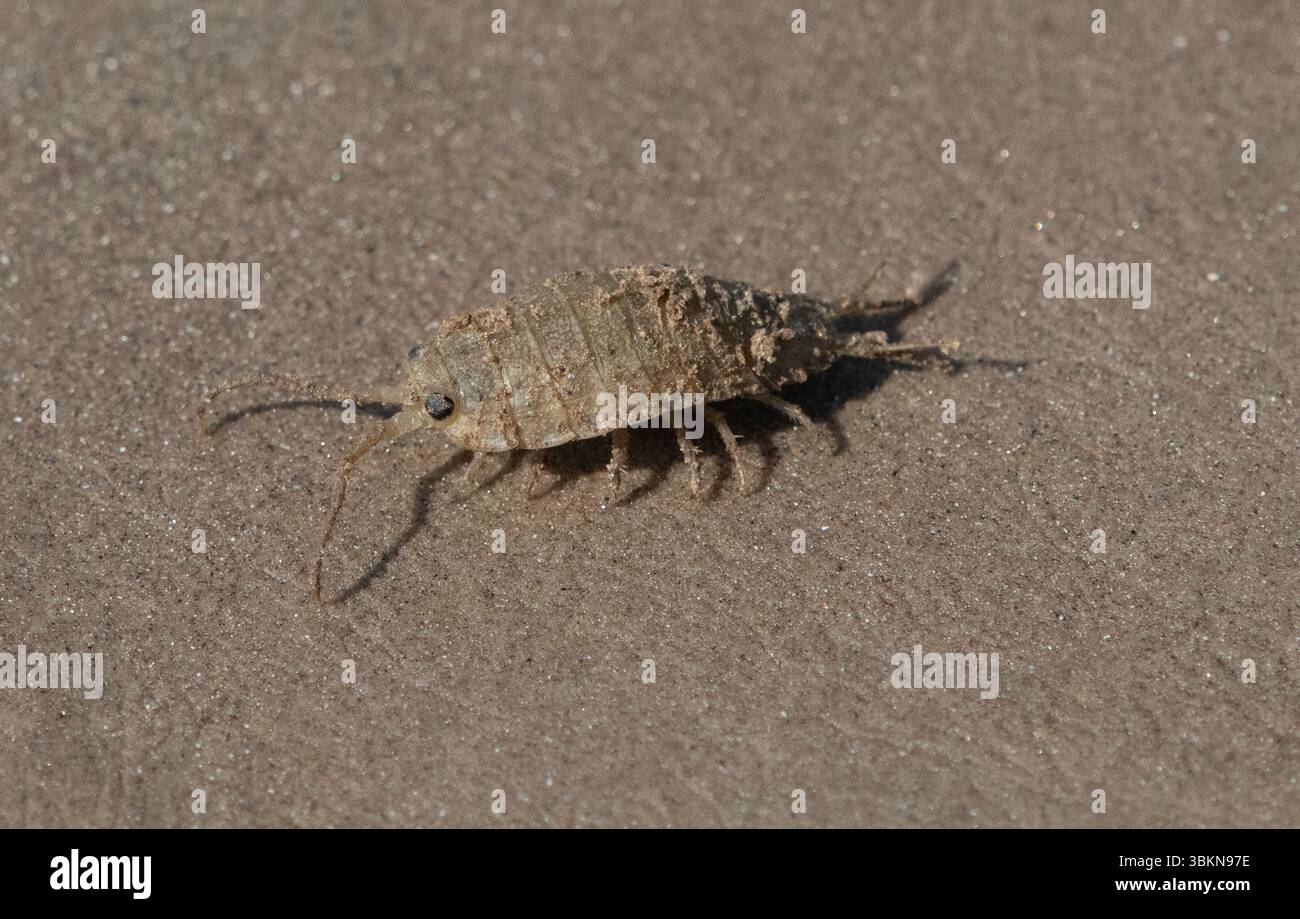 A Common Sea Slater, Arnside, Cumbria, Royaume-Uni Banque D'Images