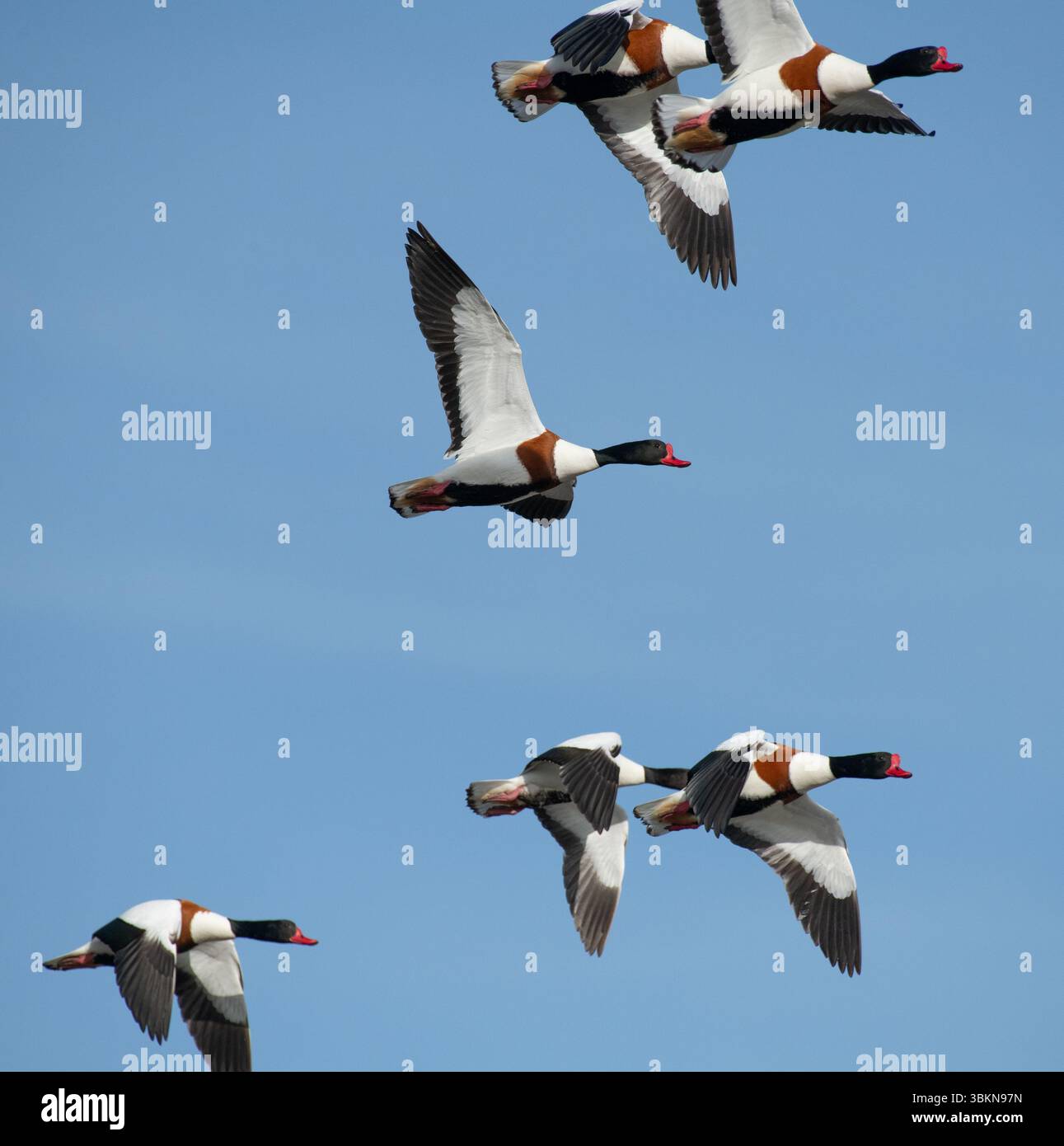 Shelducks survolant la mer à Arnside, Milnthorpe, Cumbria, Royaume-Uni Banque D'Images