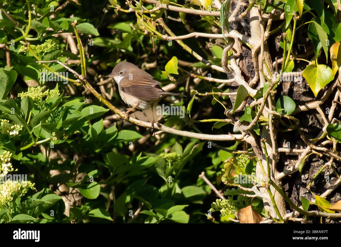 A Whitethroat, Arnside, Milnthorpe, Cumbria, Royaume-Uni Banque D'Images