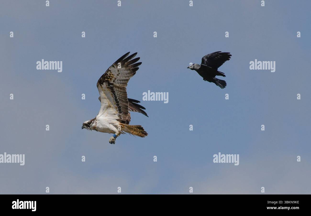 Un balbuzard survolant l'estuaire du Kent, Arnside, Milnthorpe, Cumbria, Royaume-Uni Banque D'Images
