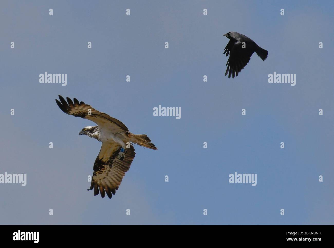 Un balbuzard survolant l'estuaire du Kent, Arnside, Milnthorpe, Cumbria, Royaume-Uni Banque D'Images