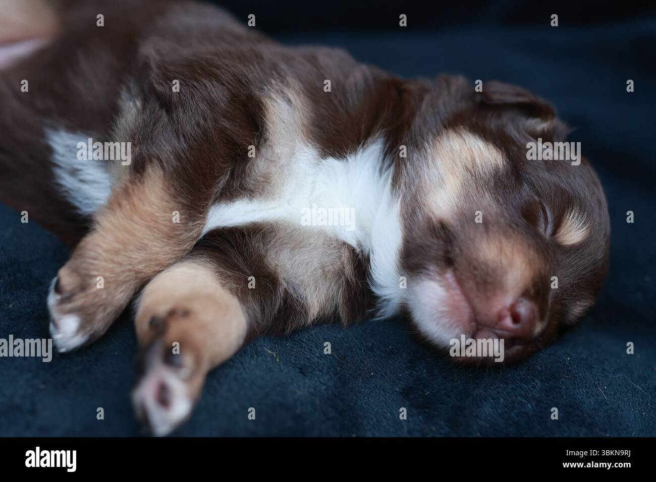 Chiot brun et blanc dort sur une couverture bleue Banque D'Images