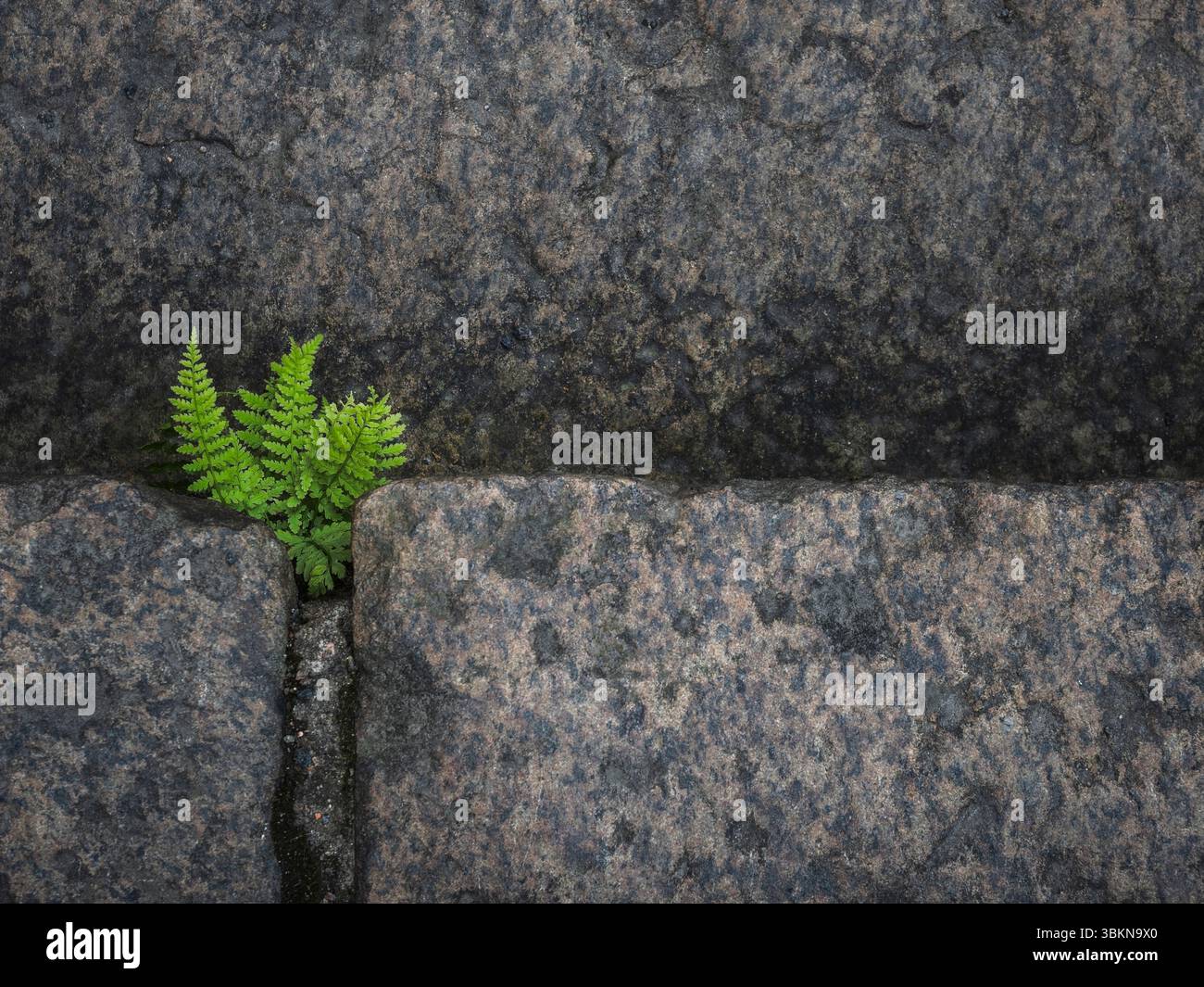 Au milieu des escaliers en pierre altérée en Suède, une fougère verte et vibrante prospère dans une crevasse, mettant en valeur la persistance et la beauté de la nature. Banque D'Images