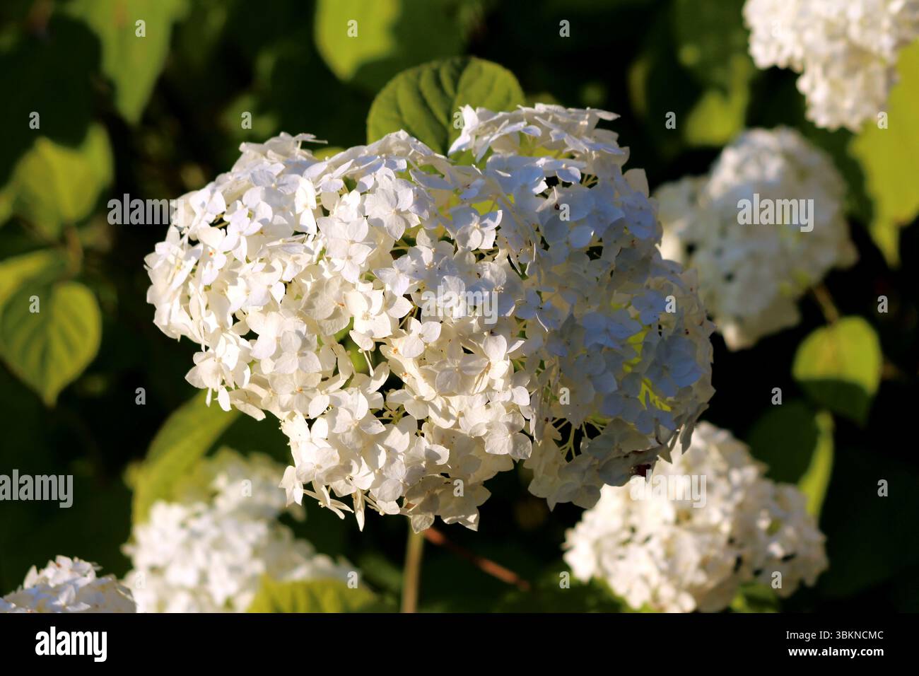Hydrangea arborescens, également appelé hortensia lisse et hortensia sauvage, forme un grand amas arrondi de fleurs blanches délicates, fleurissant au-dessus du vert Banque D'Images