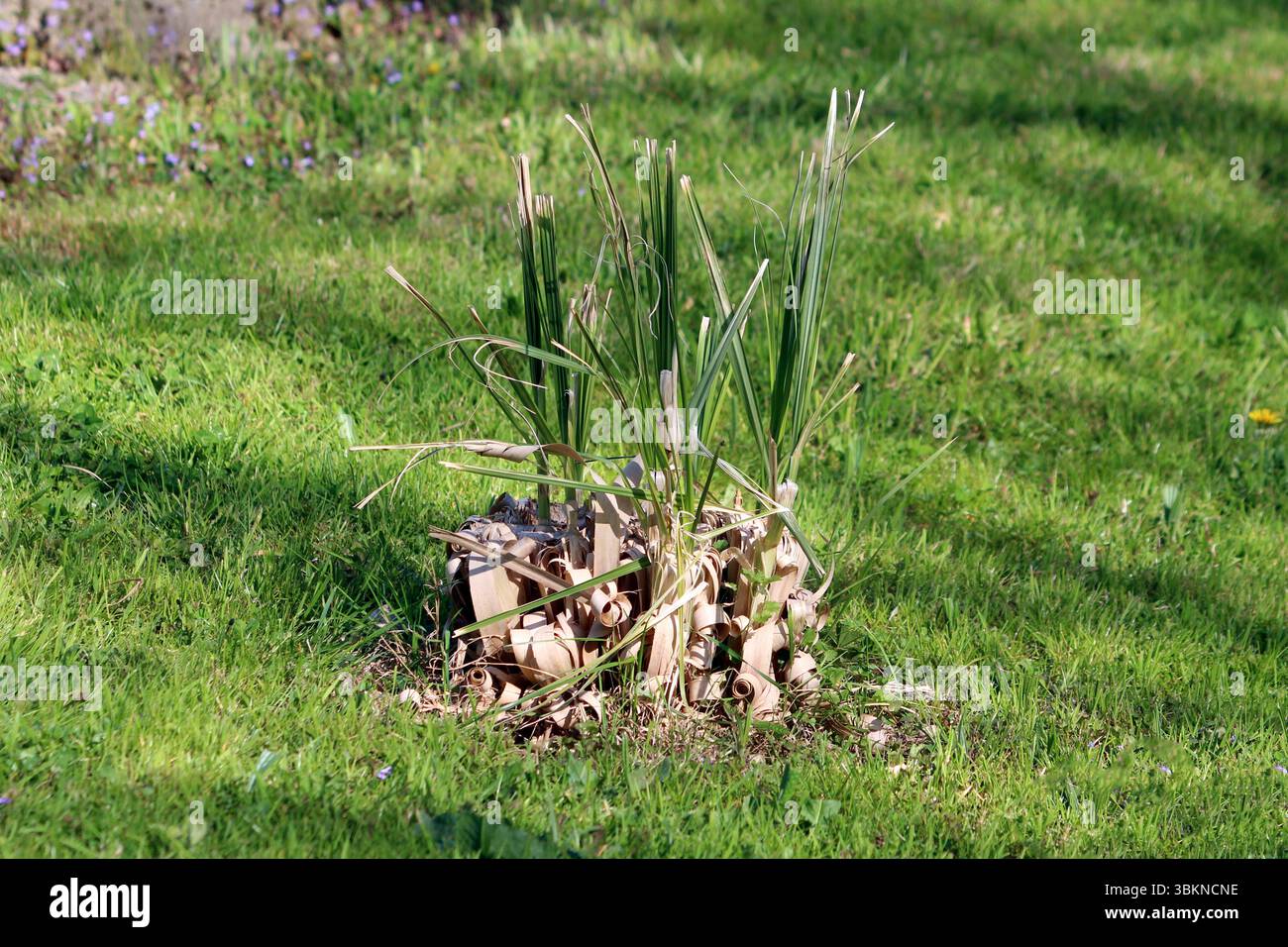 Iris pseudacorus, également connu sous le nom de drapeau jaune et d'iris d'eau, montre de nouvelles feuilles vertes dressées émergeant d'un amas de feuillage séché enroulé, en croissance Banque D'Images