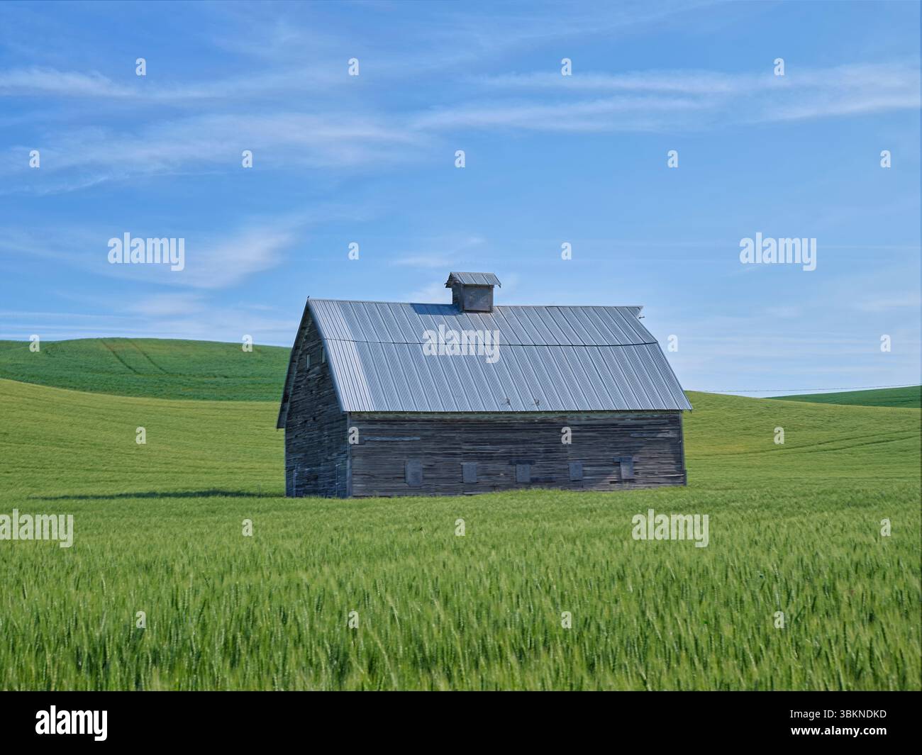 Une vieille grange se dresse dans un champ de blé à la fin du printemps près de Steptoe, Washington. Banque D'Images