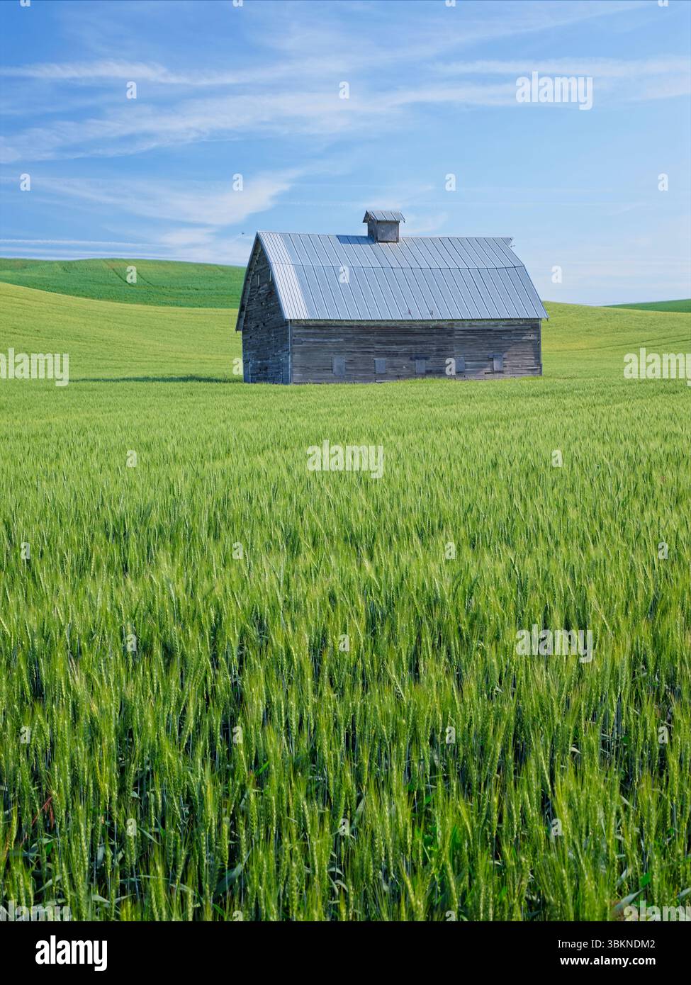 Une vieille grange se dresse dans un champ de blé à la fin du printemps près de Steptoe, Washington. Banque D'Images