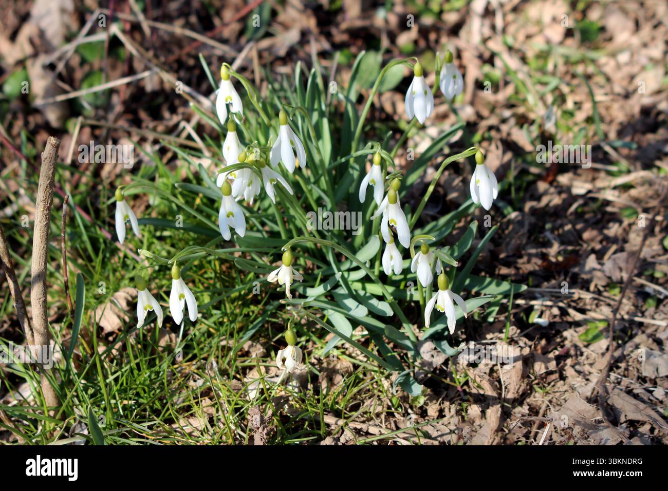 Snowdrop Galanthus nivalis, également appelé goutte de neige commune et demoiselles justes de février, produit des fleurs blanches en forme de cloche de tête avec des marques vertes, fleurissent Banque D'Images