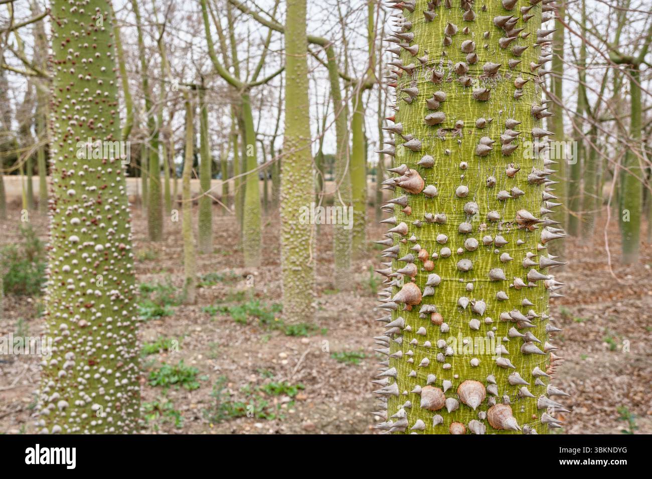 Gros plan d'un Ceiba Speciosa, tronc d'arbre en soie Floss avec des épines proéminentes dans la région d'Alicante, en Espagne Banque D'Images