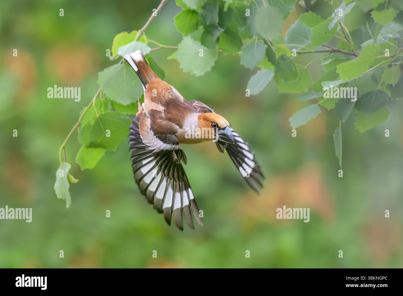 Un faucher mâle, Coccothraustes coccothraustes, l'oiseau commence à voler avec des ailes déployées, les barres d'ailes blanches frappent en vol, Allemagne Banque D'Images
