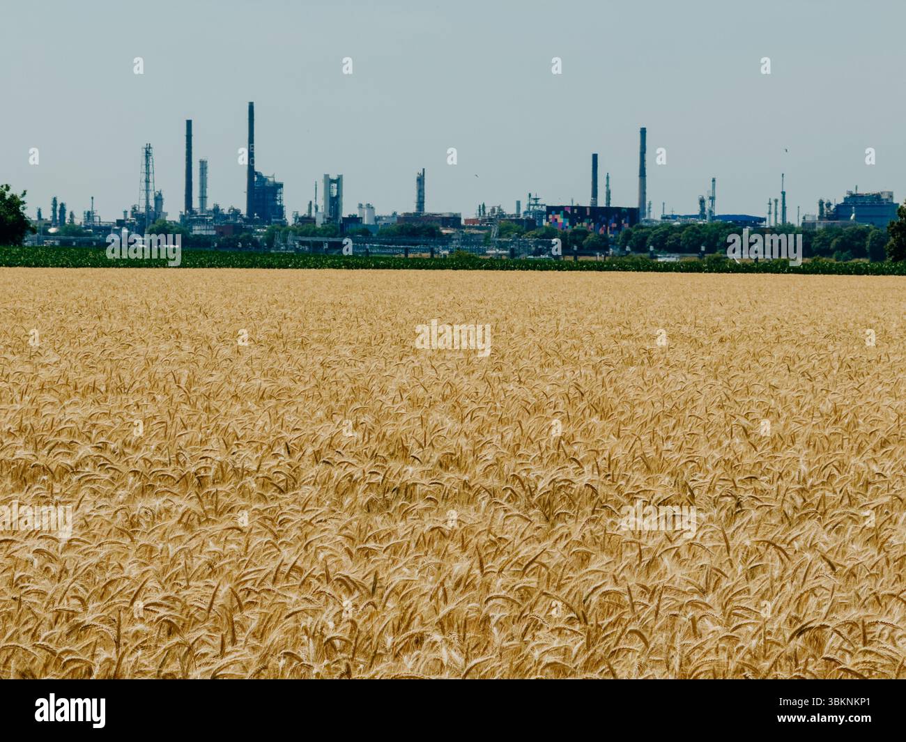 Les champs de blé doré contrastent fortement avec l'horizon industriel d'une usine chimique en arrière-plan. La photo met en évidence la juxtaposition d'un Banque D'Images